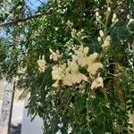 Moringa oleifera Floare