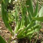 Bellevalia ciliata Habit