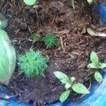 Limnophila indica Hoja