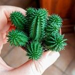 Euphorbia susannae Feuille