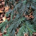 Taxus brevifolia List