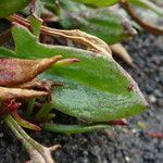 Rumex acetosella Lehti