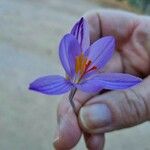 Crocus corsicus Flower