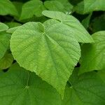 Abutilon grandifolium Blad