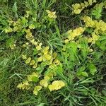 Lysimachia nummularia 形态