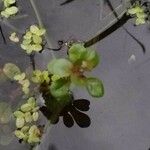 Lythrum portula Leaf