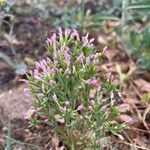 Centaurium pulchellum Kukka