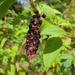 Phytolacca americana Плод