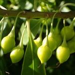 Bontia daphnoides Fruit