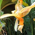 Stanhopea dodsoniana