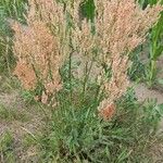 Rumex thyrsoides Pokrój