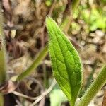 Cynoglossum lanceolatum 葉