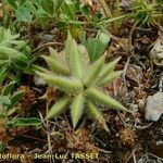 Astragalus stella ഫലം