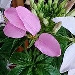 Cleome spinosa Flower