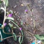 Cyrtocymura scorpioides Flor