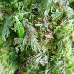 Hymenophyllum tunbrigense Yaprak