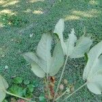 Sterculia apetala Leaf