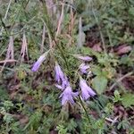 Campanula rapunculus Blomst