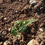 Solanum tuberosum Leaf