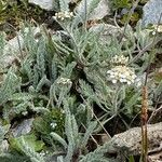 Achillea nana Hábitos