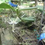 Angraecum sanfordii आदत