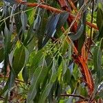 Eucalyptus angophoroides