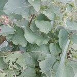 Arctium minus 葉