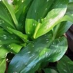 Zantedeschia rehmannii Leaf