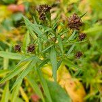 Euthamia graminifolia Hábito