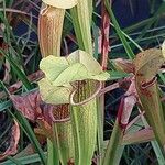 Sarracenia rubra Virág