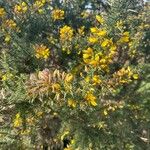 Ulex minor Flors