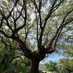 Quercus faginea Hábitos