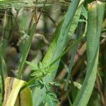 Allium polyanthum পাতা