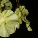 Pterocarpus hayesii Çiçek