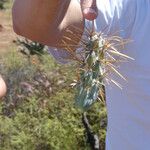 Cylindropuntia molesta Hoja