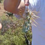 Cylindropuntia molesta