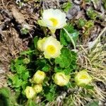 Ranunculus alpestrisKvet