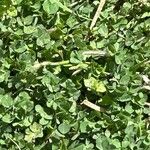 Trifolium dubium 葉
