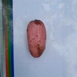 Dacryodes edulis Fruit
