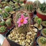 Mammillaria grahamii 葉