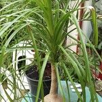 Beaucarnea recurvata ᱛᱟᱦᱮᱸ