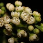 Ocotea dendrodaphne Fruit