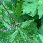 Geum rivale Feuille