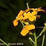 Erysimum sylvestre Otro