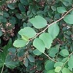 Spiraea trilobata Blatt