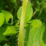 Ageratum conyzoides چھال