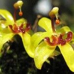 Oncidium sergii Flor