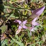 Gentianella germanica Flor