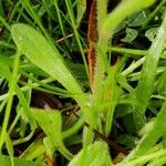 Myosotis minutiflora Leaf