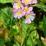 Melochia corchorifolia Flower